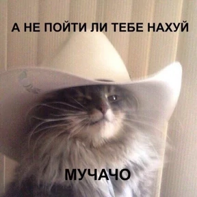 кисы — стикер для MAX