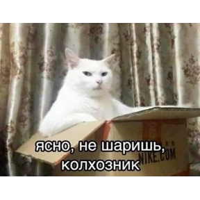 кисы — стикер для MAX