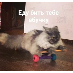 кисы — стикер для MAX