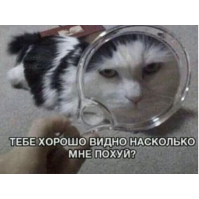 кисы — стикер для MAX