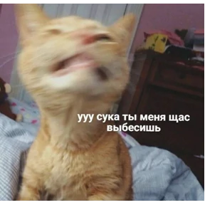 кисы — стикер для MAX
