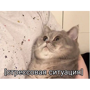 кисы — стикер для MAX