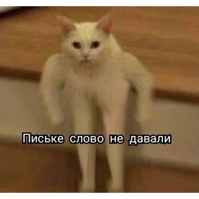 кисы — стикер для MAX