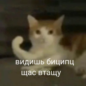 кисы — стикер для MAX