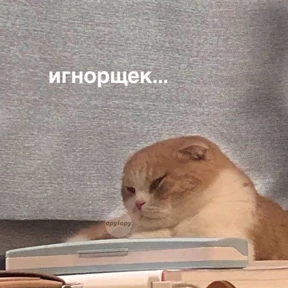 кисы — стикер для MAX