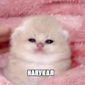 Смешнявки — стикер для MAX
