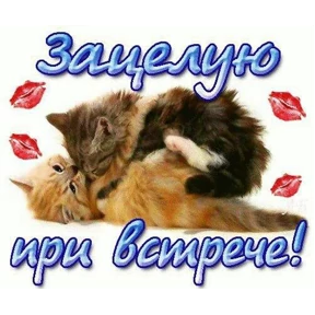 спороч кароч! — стикер для MAX