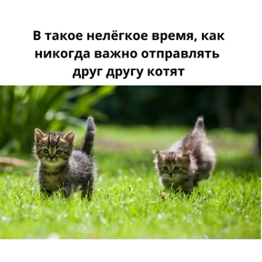 спороч кароч! — стикер для MAX
