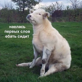 Люлик 4 — стикер для MAX