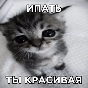 Мем — стикер для MAX