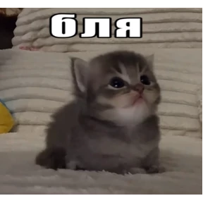 Мем — стикер для MAX