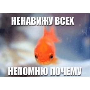 Коты-мемы 3 — стикер для MAX