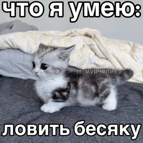 Коты-мемы 3 — стикер для MAX