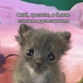Коты-мемы 3 — стикер для MAX