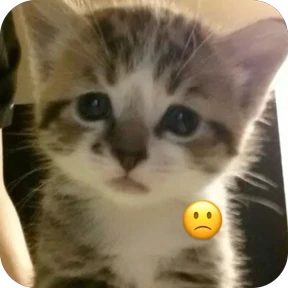 Коты-мемы 3 — стикер для MAX