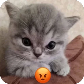 Коты-мемы 3 — стикер для MAX