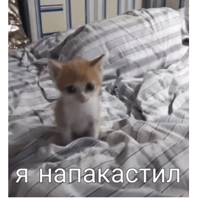 Коты-мемы 3 — стикер для MAX