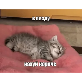 Коты-мемы 3 — стикер для MAX