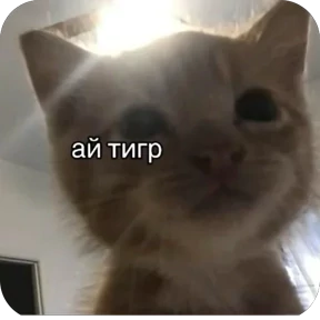 Коты-мемы 3 — стикер для MAX