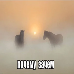 Коты-мемы 3 — стикер для MAX