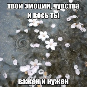 Коты-мемы 3 — стикер для MAX