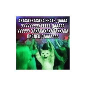 Коты-мемы 3 — стикер для MAX