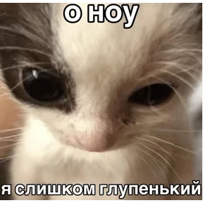 Коты-мемы 3 — стикер для MAX