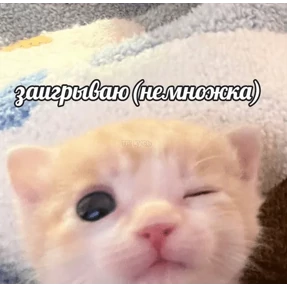 Коты-мемы 3 — стикер для MAX