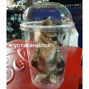 Коты-мемы 3 — стикер для MAX