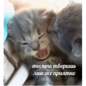 Коты-мемы 3 — стикер для MAX