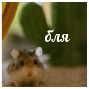 Коты-мемы 3 — стикер для MAX