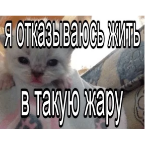 Коты-мемы 3 — стикер для MAX
