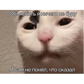 Коты-мемы 3 — стикер для MAX
