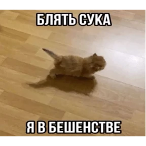 Коты-мемы 3 — стикер для MAX