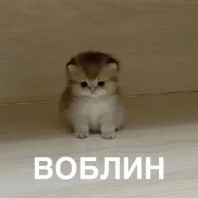 Коты-мемы 3 — стикер для MAX