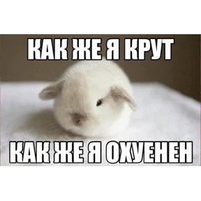 Коты-мемы 3 — стикер для MAX