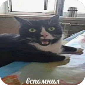 Коты-мемы 3 — стикер для MAX