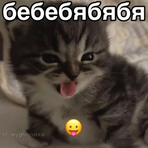 Коты-мемы 3 — стикер для MAX