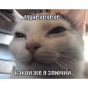 Коты-мемы 3 — стикер для MAX