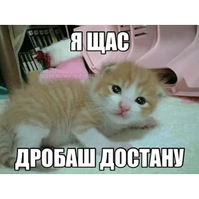 Коты-мемы 3 — стикер для MAX