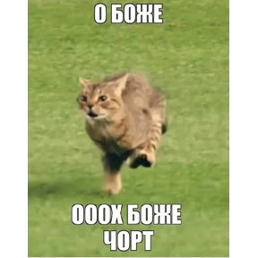 Коты-мемы 3 — стикер для MAX