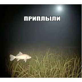 Коты-мемы 3 — стикер для MAX