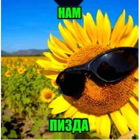 Коты-мемы 3 — стикер для MAX