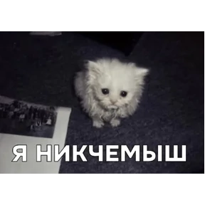 Коты-мемы 3 — стикер для MAX