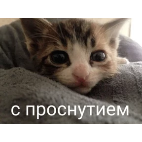 Коты-мемы 3 — стикер для MAX