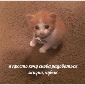 Коты-мемы 3 — стикер для MAX
