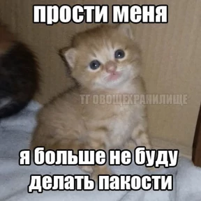 Коты-мемы 3 — стикер для MAX