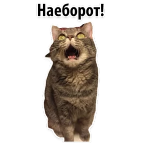 Ух ты — стикер для MAX