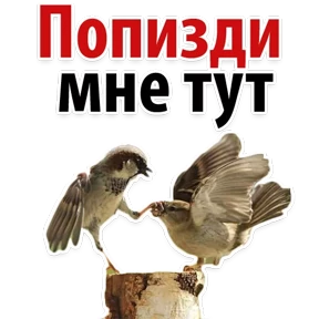 Ух ты — стикер для MAX