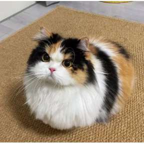 Стикер 15 из набора Котопузы